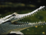 Close view of a freshwater crocodile with its mouth agape Lámina fotográfica Close view of a freshwater crocodile with its mouth agape Lámina fotográfica