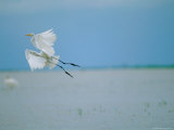 A Great or Common Egret Photographic Print