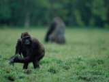 A foraging gorilla (Gorilla gorilla gorilla) with a handful of vegetation Lámina fotográfica A foraging gorilla (Gorilla gorilla gorilla) with a handful of vegetation Lámina fotográfica