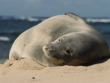A Hawaiian Monk Seal Lays in the Sand on a Beach Photographic Print
