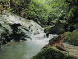 Borneo Giant River Toad beside a Rain Forest Stream, Danum Valley, Western Borneo Photographic Print