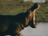 Hippopotamus showing territorial display of mouth-opening Lámina fotográfica