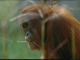 An orangutan at the National Zoo Lámina fotográfica An orangutan at the National Zoo Lámina fotográfica