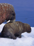 An Atlantic walrus with its offspring Lámina fotográfica An Atlantic walrus with its offspring Lámina fotográfica