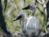 Juvenile Egrets Photographic Print