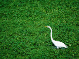 Heron Photographic Print