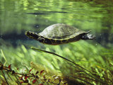 A Freshwater Turtle Swimming Underwater Fotografie-Druck von Bill Curtsinger