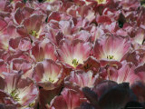 Ruffled Tulips Grow Petal-To-Petal in Lafayette Square Photographic Print by Stephen St. John
