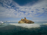 Two walruses rest on an ice floe 写真プリント