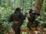 Orphan Lowland Gorillas Compete for Dominance Photographic Print