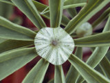 A Close-up of a Raindrop in the Center of a Lupine Leaf Photographic Print by George F. Mobley