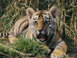 A Young Tiger Lays in the Grass with an Open Mouth Photographic Print by Roy Toft