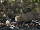 A Mongoose Approaches a Birds Egg on the Ground at Kaena Point Natural Area Reserve on Oahu Photographie