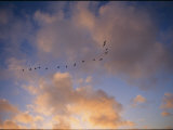 Cormorants in Formation Fotografisk trykk av Marc Moritsch Cormorants in Formation Fotografisk trykk av Marc Moritsch