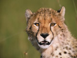 A Cheetah Looks Straight at the Camera Photographic Print