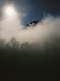 Sunlight Through the Trees Near Haines Photographic Print