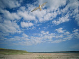 An Endangered Least Tern Soars over the Shores of its Shrinking Habitat Photographic Print by Joel Sartore