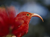Close-up of an Iiwi Bird Photographie