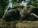 An Aldabra Tortoise at the Audubon Zoo Photographic Print by Michael Nichols