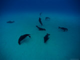Galapagos Sea Lions (Zalophus Californianus Wollebacki) Swim Close to the Ocean Floor Photographic Print