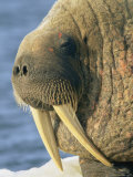 A Close up of an Adult Atlantic Walrus Photographic Print