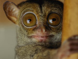 Tarsier Photographic Print by Michael Nichols