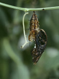 A Passionflower Butterfly Pupa Struggles to Unleash Itself from its Transparent Chrysalis Fotografisk trykk av Joseph H. Bailey