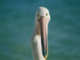 A Portrait of a Pelican at Monkey Mia on Shark Bay Photographie