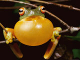 Red-Eyed Tree Frog, Calling Photographic Print by George Grall