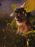 Silvered leaf monkey Stampa fotografica Silvered leaf monkey Stampa fotografica