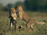A pair of young African cheetahs engage in a playfight Lámina fotográfica