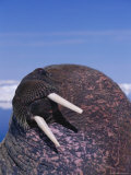 A close view of an Atlantic walrus 写真プリント