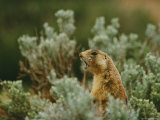 Utah Prairie Dog Vocalizing at Bryce Canyon National Park Photographie