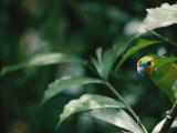 A Fig Parrot Sits on a Tree Branch in Australia Photographic Print by Nicole Duplaix
