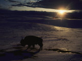 Bison in the Snow Photographic Print