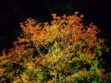 Flowering Cockspur Coral Trees Photographic Print by Tim Laman