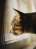 A Profile of a Tabby Cat Photographic Print by Stephen St. John