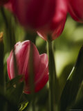 Close View of Tulip Bulbs Photographie