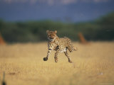 An African Cheetah Caught with All Feet off the Ground in Mid-Sprint Photographic Print