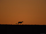 A Juvenile Barren-Ground Caribou and its Mother are Silhouetted in This Twilight View Photographic Print