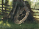 A Spider Weaves its Web Near a Farm Fence and Post Pile Photographie