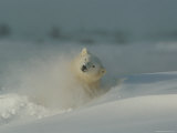 A polar bear (Ursus maritimus) plays in the snow Lámina fotográfica por Norbert Rosing