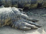 Close View of the Foot of a Crocodile Photographic Print by Jonathan Blair