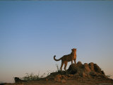 A Lone African Cheetah Scans for Predators and Prey from Behind a Rocky Mound Photographic Print
