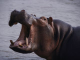 A hippopotamus along a river in Rwindi Lámina fotográfica