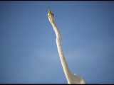A Close View of the Neck and Head of a Common Egret Photographic Print