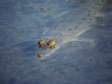 A crocodile swims in the shallows, with only his eyes and the tip of his snout protruding Lámina fotográfica A crocodile swims in the shallows, with only his eyes and the tip of his snout protruding Lámina fotográfica