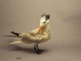 A Royal Tern Undergoing Rehabilitation Photographic Print