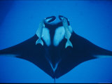 A Manta Ray with Remoras Photographic Print