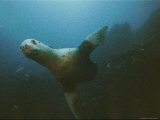 Steller Sea Lions Prowl Near the Summit of Bowie Seamount, Their Feeding Grounds Photographic Print by Emory Kristof